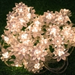 Remote and Timer Battery Operated Lotus Flower 16 Feet 50 LED Fairy String Lights